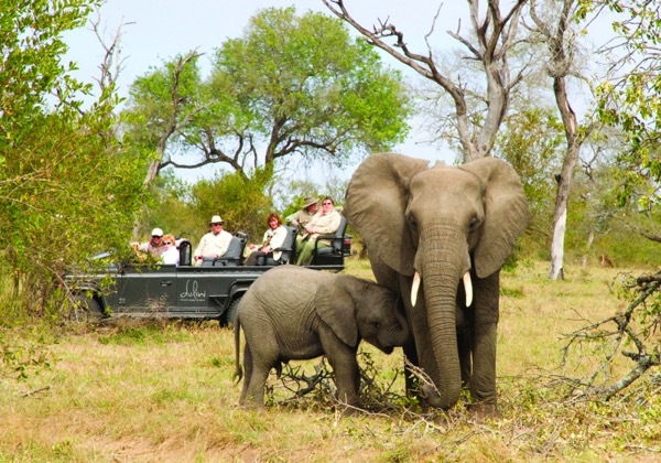See elephants on your safari in Kruger National Park.