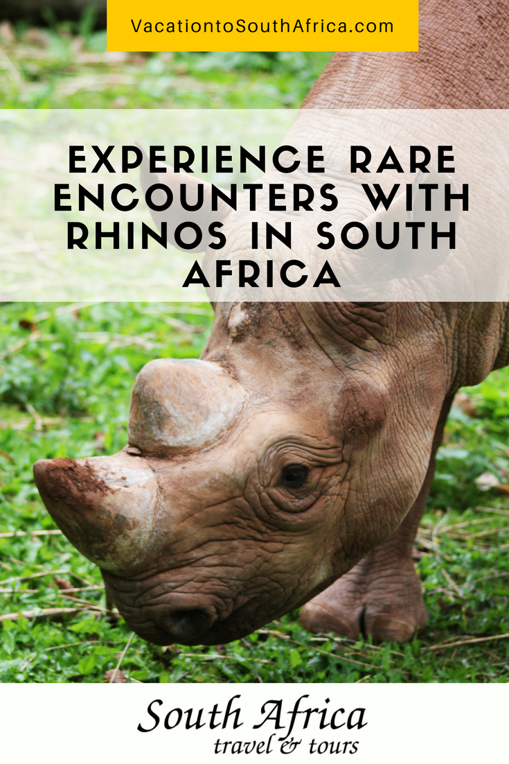 Where to See Rhinos in South Africa