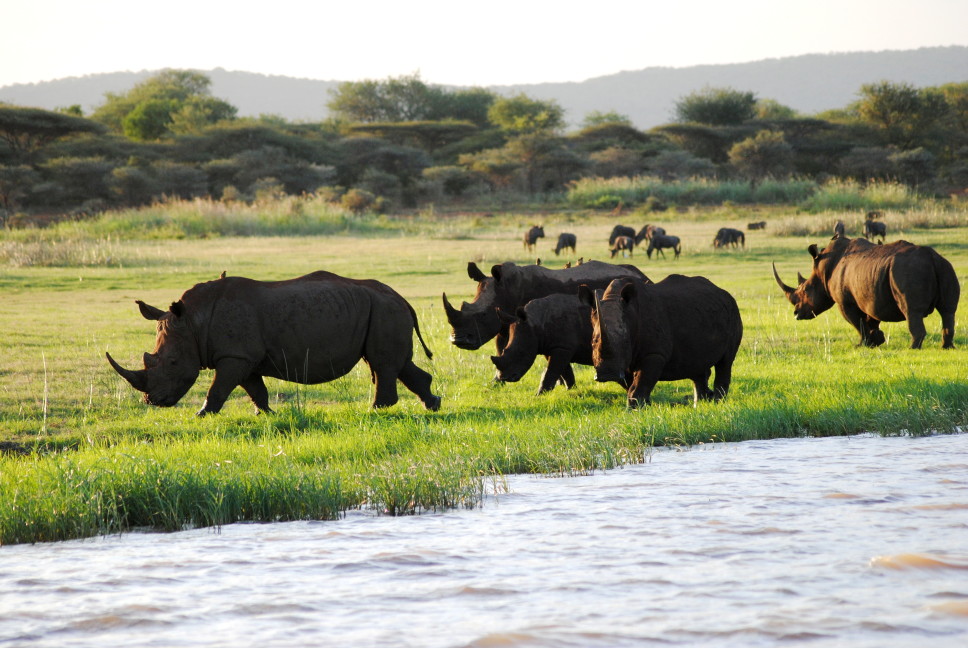 Rare Encounters with Rhinos