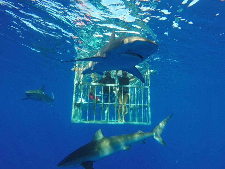 Cage Diving with Great Whites in South Africa