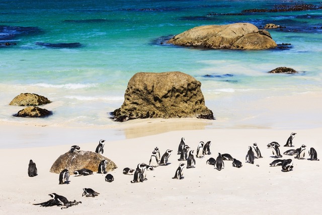 Penguins, boulders, and blue waters at Boulder’s Beach.