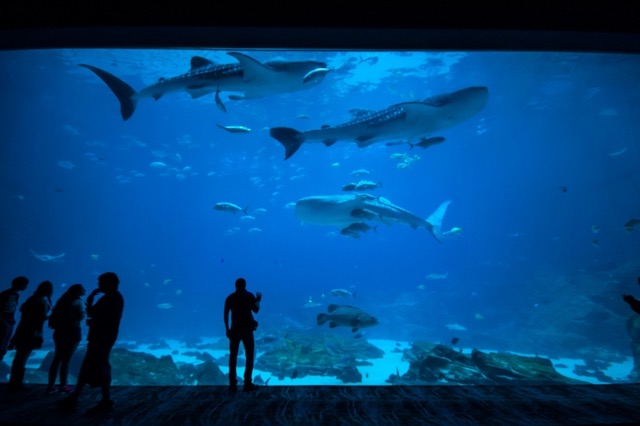 Get up close and personal with sharks at Two Oceans Aquarium.